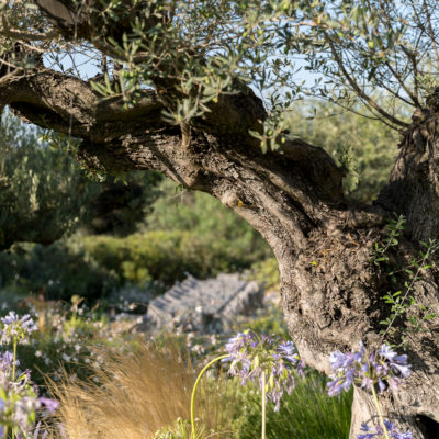 Vanessalambertphotographe_photographejardin_paysagistevar_paysagistesainttropez_jardinluxe_photographeluxe_parcsainttropez